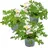 Herbie Pelargonium Graveolens Spielfigurenset 3er Set - Höhe 15-25 cm - Topf 12 cm - Grün