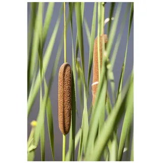 Pflanzen Für Dich Typha latifolia Breitblättriger Rohrkolben, ca. 9x9 cm Topf