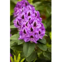 Pflanzen Für Dich Rhododendron Hybr. 'Orakel', Rhododendron, rot, 30–40