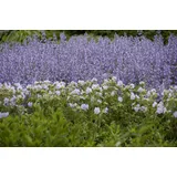 PlantaPro Salvia nemorosa Tänzerin Steppensalbei ca. 9x9 cm Topf