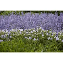 PlantaPro Salvia nemorosa Tänzerin Steppensalbei ca. 9x9 cm Topf