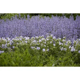 PlantaPro Salvia nemorosa Tänzerin Steppensalbei ca. 9x9 cm Topf