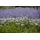 PlantaPro Salvia nemorosa Tänzerin Steppensalbei ca. 9x9 cm Topf