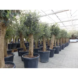 grünwaren Olivenbaum Bonsai 160 cm Olive beste Qualität, Stammumfang 30 - 40 cm, winterhart, Olea Europaea