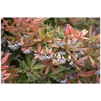 Pflanzen Für Dich Berberis julianae, Immergrüne Berberitze, 25–30 cm