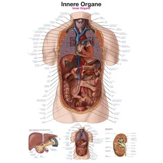 Lehrtafel - Innere Organe, 50 x 70 cm - Weiß