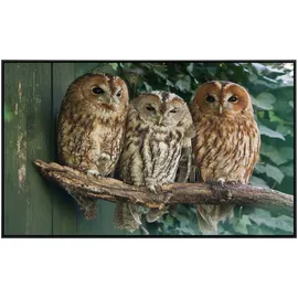 Papermoon Infrarotheizung Waldkauz, sehr angenehme Strahlungswärme bunt