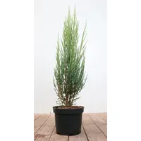Pflanzen Für Dich Juniperus scopulorum 'Blue Arrow', Säulenwacholder, blaugrün,