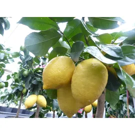 grünwaren Grünwaren: echter Zitronenbaum 50 - 70 cm Zitrone Citrus Limon Zitruspflanze