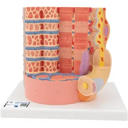 3B MICROanatomyTM Muskelfaser Modell, 10.000-fach vergrößert - 3B Smart Anatomy