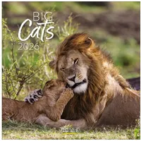 Korsch Verlag Big Cats 2026