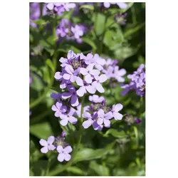 Hesperis matronalis, Nachtviole, violett, ca. 9x9 cm Topf