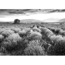 Fototapete PAPERMOON "Landschaft schwarz & weiß", schwarz (schwarz, weiß), B:5,00m L:2,80m, Vlies, Tapeten