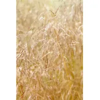 Pflanzen Für Dich Deschampsia cespitosa Goldschleier Goldschleiergras, ca. 9x9