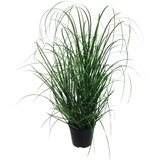 Gasper Kunstpflanze Grasbusch im Kunststofftopf, Farbe: Grün, in der Höhe: 60 cm,