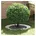 flachen Baumring 873706