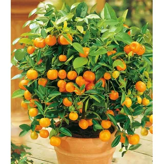 BALDUR Garten 1x Orangen-Bäumchen, Pflanze im 12 cm-Topf, Citrus microcarpa Calamondin, essbare Früchte, Zitruspflanze, mehrjährig - frostfrei h...
