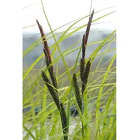 Pflanzen Für Dich Carex acuta, Sumpf-Segge, ca. 9x9 cm
