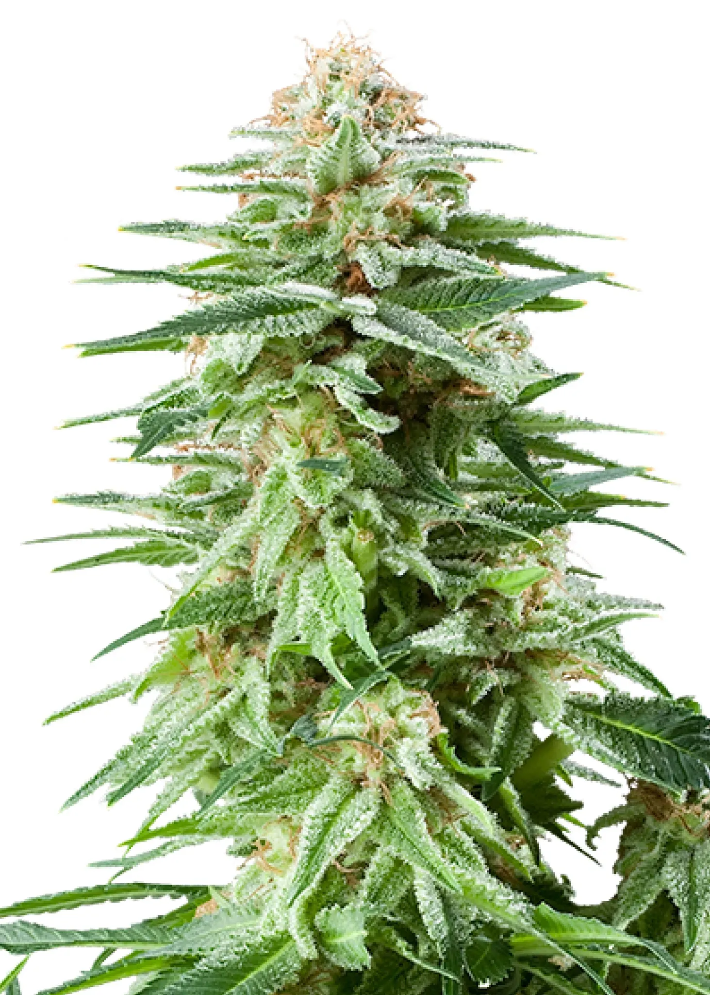 Royal Queen Seeds White Widow 3 Samen