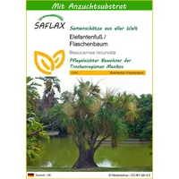SAFLAX - - 10 Samen - Mit keimfreiem Anzuchtsubstrat