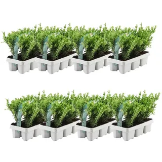 Plants by Frank – 48 Stechpalme | Heckenpflanzen Winterhart | 48 x Ø7 cm - 15 cm Ilex crenata Jenny | Heckenpflanzen | Buchs ersatz | Buchsbaum ersatz