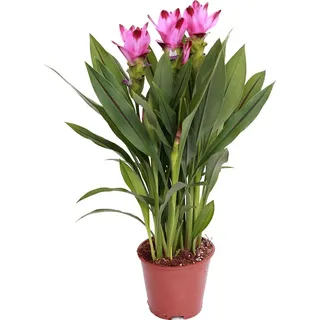 Bloomique - Curcuma Siam - Kurkuma Pflanze - Siamesische Tulpe - Blühende Zimmerpflanzen - Luftreinigend - Höhe 50-60 cm - Topf 14 cm
