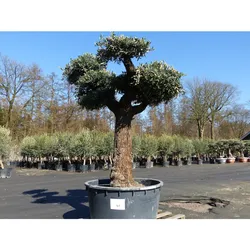 Olivenbaum Pon Pon 215 cm Bonsai Formgehölz, winterhart