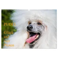 Calvendo Pudel - Glück auf vier Pfoten (Wandkalender 2026