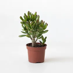 Plant in a Box - Pfennigbaum - Crassula ovata 'Gollum' - Höhe 15-25 cm - Topf 12 cm