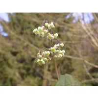 Pflanzen Für Dich Epimedium pubigerum, Elfenblume, ca. 9x9 cm