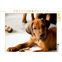 Calvendo Puzzle Rhodesian Ridgeback Rüde 1000 Teile Puzzle quer