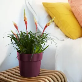 elho b.for 18 x 18 x 16,5 cm Maulbeer