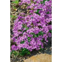 Pflanzen Für Dich Phlox subulata 'Purple Beauty' Teppichphlox, lila,