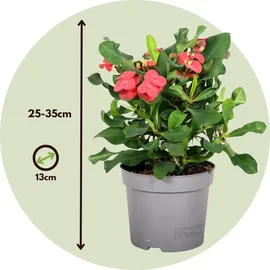 Plant in a Box - Euphorbia 'Milii' Höhe 25-35cm 13cm