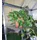 CANOPIA Schwerlastregal für Gewächshaus 42,2 x 62,2 cm 4er-Pack