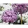 finehomegarden Gartenstecker Allium 20 x 20 cm Lila