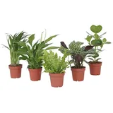 Plant in a Box - Luftreinigende Zimmerpflanzen - 5 Stk - Höhe 25-40cm - Topf 12cm