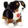 Teddy-Hermann  Berner Sennenhund Welpe