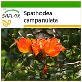 Saflax - Afrikanischer Tulpenbaum - 30 Samen - Mit keimfreiem Anzuchtsubstrat - Spathodea campanulata