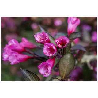 Pflanzen Für Dich Weigela florida 'Alexandra', Weigelie, dunkelrosa, 40–60 cm
