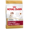 Cavalier King Charles Junior 1,5 kg