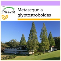 SAFLAX - Urwelt - Mammutbaum - Metasequoia glyptostroboides