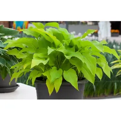 Hosta x fortunei 'Sun Power', Funkie, gelbgrün, ca. 9x9 cm Topf