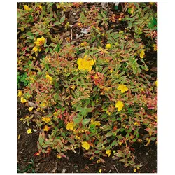 Hypericum moserianum 'Tricolor', Johanniskraut, buntes Laub, ca. 9x9 cm Topf