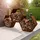 Home Deluxe Holzlege Antares 92 x 34 x 80 cm 6-eckig