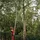 Berger Absetzhaken Arborapid 5485