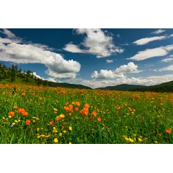 Fototapete PAPERMOON "BLUMEN-WIESE-TROLLBLUMEN GEBIRGE WALD FELD WOLKEN SONNE", bunt, B:3,50m L:2,60m, Vlies, Tapeten