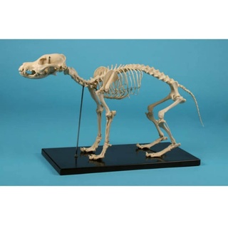 Hundeskelett 1 Stück