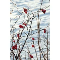Pflanzen Für Dich Rosa canina, Hundsrose, rosa Blüten, 60–100
