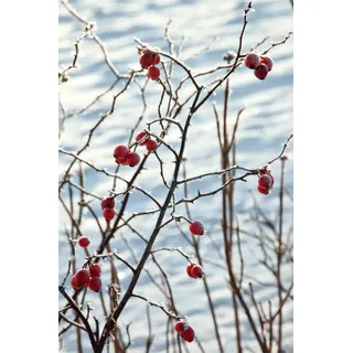 Pflanzen Für Dich Rosa canina, Hundsrose, rosa Blüten, 60–100 cm